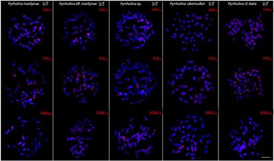 Tracking the Evolutionary Trends Among Small-Size Fishes of the Genus Pyrrhulina (Characiforme, Lebiasinidae): New Insights From a Molecular Cytogenetic Perspective